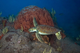 Green-Turtle-Saba-Caribbean-Explorer-2-Explorer-Ventures-Liveaboard-Diving