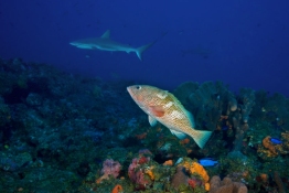 Hind-and-shark-Saba-Caribbean-Explorer-2-Explorer-Ventures-Liveaboard-Diving