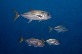 Horse-eye-jacks-Saba-Caribbean-Explorer-2-Explorer-Ventures-Liveaboard-Diving