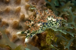 Lettuce-seaslug-Saba-Caribbean-Explorer-2-Explorer-Ventures-Liveaboard-Diving