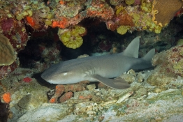 Nurse-shark-Saba-Caribbean-Explorer-2-Explorer-Ventures-Liveaboard-Diving