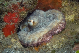Octopus-St-Kitts-Caribbean-Explorer-2-Explorer-Ventures-Liveaboard-Diving