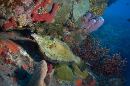 Scrawled-filefish-Saba-Caribbean-Explorer-2-Explorer-Ventures-Liveaboard-Diving