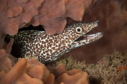 Spotted-Moray-Eel-Saba-Caribbean-Explorer-2-Explorer-Ventures-Liveaboard-Diving