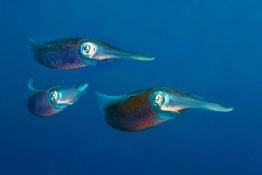 Squid-St-Kitts-Caribbean-Explorer-2-Explorer-Ventures-Liveaboard-Diving