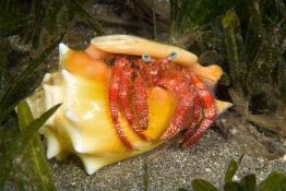 Star-eye-hermit-crab-St-Kitts-Caribbean-Explorer-2-Explorer-Ventures-Liveaboard-Diving