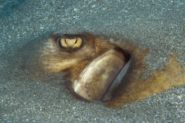 Stingray-Eye-St-Kitts-Caribbean-Explorer-2-Explorer-Ventures-Liveaboard-Diving