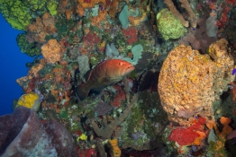 Tiger-Grouper-Saba-Caribbean-Explorer-2-Explorer-Ventures-Liveaboard-Diving