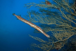 Trumpet-fish-Saba-Caribbean-Explorer-2-Explorer-Ventures-Liveaboard-Diving