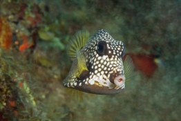 Trunk-fish-St-Kitts-Caribbean-Explorer-2-Explorer-Ventures