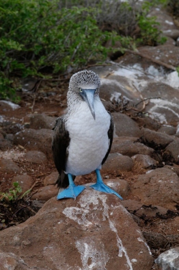 Blue-footed-booby-Humboldt-Tiburon-Explorer-Galapagos-Explorer-Ventures-Liveaboard-Diving