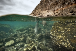 sea-lions-diving-Humboldt-Tiburon-Explorer-Galapagos-Explorer-Ventures-Liveaboard-Diving
