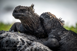 Two-Marine-iguanas-Humboldt-Tiburon-Explorer-Galapagos-Explorer-Ventures-Liveaboard-Diving