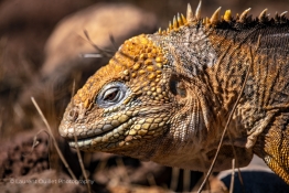 Land-Iguana-Humboldt-Tiburon-Explorer-Galapagos-Explorer-Ventures-Liveaboard-Diving