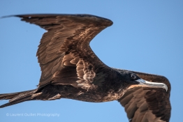 sea-bird-Humboldt-Tiburon-Explorer-Galapagos-Explorer-Ventures-Liveaboard-Diving
