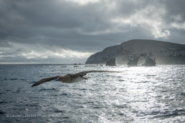 Darwin-arch-and-bird-Humboldt-Tiburon-Explorer-Galapagos-Explorer-Ventures-Liveaboard-Diving