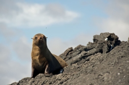 Galapagos-Fur-Seal-Humboldt-Tiburon-Explorer-Galapagos-Explorer-Ventures-Liveaboard-Diving