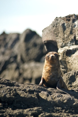 Galapagos-Fur-Seal-on-rocks-Humboldt-Tiburon-Explorer-Galapagos-Explorer-Ventures-Liveaboard-Diving
