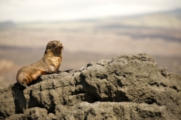 Galapagos-Fur-Seal-sleepy-Humboldt-Tiburon-Explorer-Galapagos-Explorer-Ventures-Liveaboard-Diving