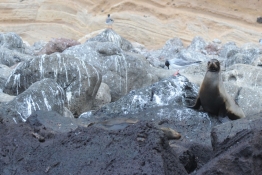 Galapagos-Sea-Lion-on-rocks-Humboldt-Tiburon-Explorer-Galapagos-Explorer-Ventures-Liveaboard-Diving