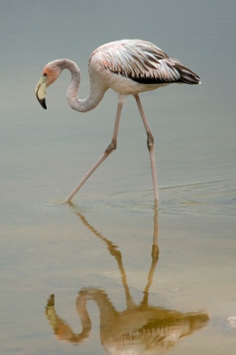 Galapagos-flamingo-Humboldt-Tiburon-Explorer-Galapagos-Explorer-Ventures-Liveaboard-Diving
