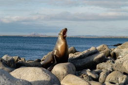 Galapagos-sea-lion-Humboldt-Tiburon-Explorer-Galapagos-Explorer-Ventures-Liveaboard-Diving