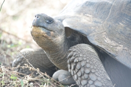 Galapagos-tortoise-Humboldt-Tiburon-Explorer-Galapagos-Explorer-Ventures-Liveaboard-Diving