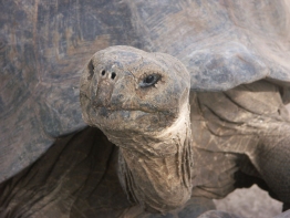 Galapagos-tortoise-Humboldt-Tiburon-Explorer-Galapagos-Explorer-Ventures-Liveaboard-Diving