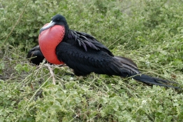 Giant-Frigate-Bird-Humboldt-Tiburon-Explorer-Galapagos-Explorer-Ventures-Liveaboard-Diving