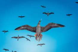 Boobies-flying_Humboldt-Tiburon-Explorer-Galapagos-Explorer-Ventures-Liveaboard-Diving