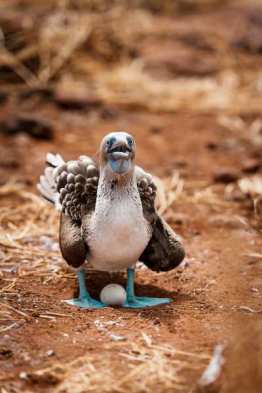 Land-Excursion-North-Seymour10_Nesting-Bue-Footed-boobie_Humboldt-Tiburon-Explorer-Galapagos-Explorer-Ventures-Liveaboard-Diving