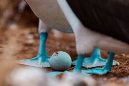 Land-Excursion-North-Seymour12_Nesting-Bue-Footed-boobie_Humboldt-Tiburon-Explorer-Galapagos-Explorer-Ventures-Liveaboard-Diving