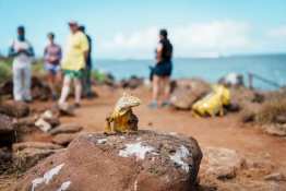 Land-Excursion-North-Seymour4_Land-Iguana_Humboldt-Tiburon-Explorer-Galapagos-Explorer-Ventures-Liveaboard-Diving