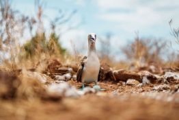 Land-Excursion-North-Seymour5_Nesting-Bue-Footed-booby_Humboldt-Tiburon-Explorer-Galapagos-Explorer-Ventures-Liveaboard-Diving