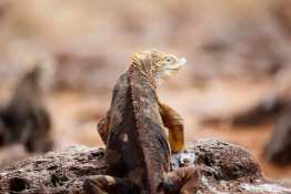 Land-Excursion-North-Seymour9_Land-Iguana_Humboldt-Tiburon-Explorer-Galapagos-Explorer-Ventures-Liveaboard-Diving