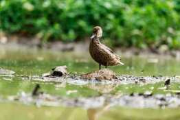 Land-Excursion-Santa-Cruz-Duck_Humboldt-Tiburon-Explorer-Galapagos-Explorer-Ventures-Liveaboard-Diving