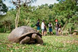 Land-Excursion-Santa-Cruz-Giant-Tortoise-ranch3_Humboldt-Tiburon-Explorer-Galapagos-Explorer-Ventures-Liveaboard-Diving