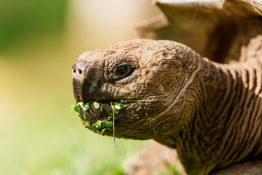Land-Excursion-Santa-Cruz-Giant-Tortoise-ranch8_Humboldt-Tiburon-Explorer-Galapagos-Explorer-Ventures-Liveaboard-Diving