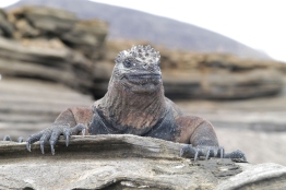 Marine-Iguana-Humboldt-Tiburon-Explorer-Galapagos-Explorer-Ventures-Liveaboard-Diving