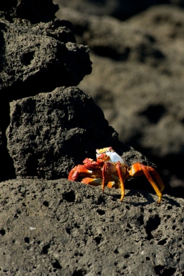 Sally-Lightfoot-crab-Humboldt-Tiburon-Explorer-Galapagos-Explorer-Ventures-Liveaboard-Diving