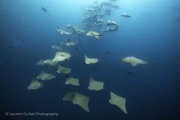 Schooling-Golden-Rays-Humboldt-Tiburon-Explorer-Galapagos-Explorer-Ventures-Liveaboard-Diving