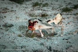 Red-Lipped-Batfish-Humboldt-Tiburon-Explorer-Galapagos-Explorer-Ventures-Liveaboard-Diving