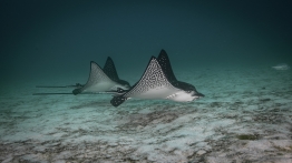Tw-Eagle-Rays-Humboldt-Tiburon-Explorer-Galapagos-Explorer-Ventures-Liveaboard-Diving