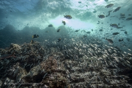 fishes-and-waves-Humboldt-Tiburon-Explorer-Galapagos-Explorer-Ventures-Liveaboard-Diving
