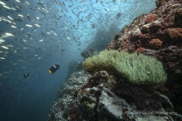 fishy-drop-off-Humboldt-Tiburon-Explorer-Galapagos-Explorer-Ventures-Liveaboard-Diving