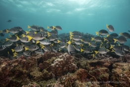 schooling-fishes-Humboldt-Tiburon-Explorer-Galapagos-Explorer-Ventures-Liveaboard-Diving