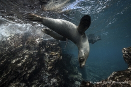 playful-sea-lion-Humboldt-Tiburon-Explorer-Galapagos-Explorer-Ventures-Liveaboard-Diving