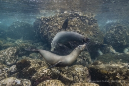circling-sea-lions-Humboldt-Tiburon-Explorer-Galapagos-Explorer-Ventures-Liveaboard-Diving