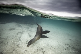 sea-lionHumboldt-Tiburon-Explorer-Galapagos-Explorer-Ventures-Liveaboard-Diving