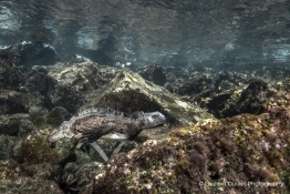 marine-iguana-Humboldt-Tiburon-Explorer-Galapagos-Explorer-Ventures-Liveaboard-Diving